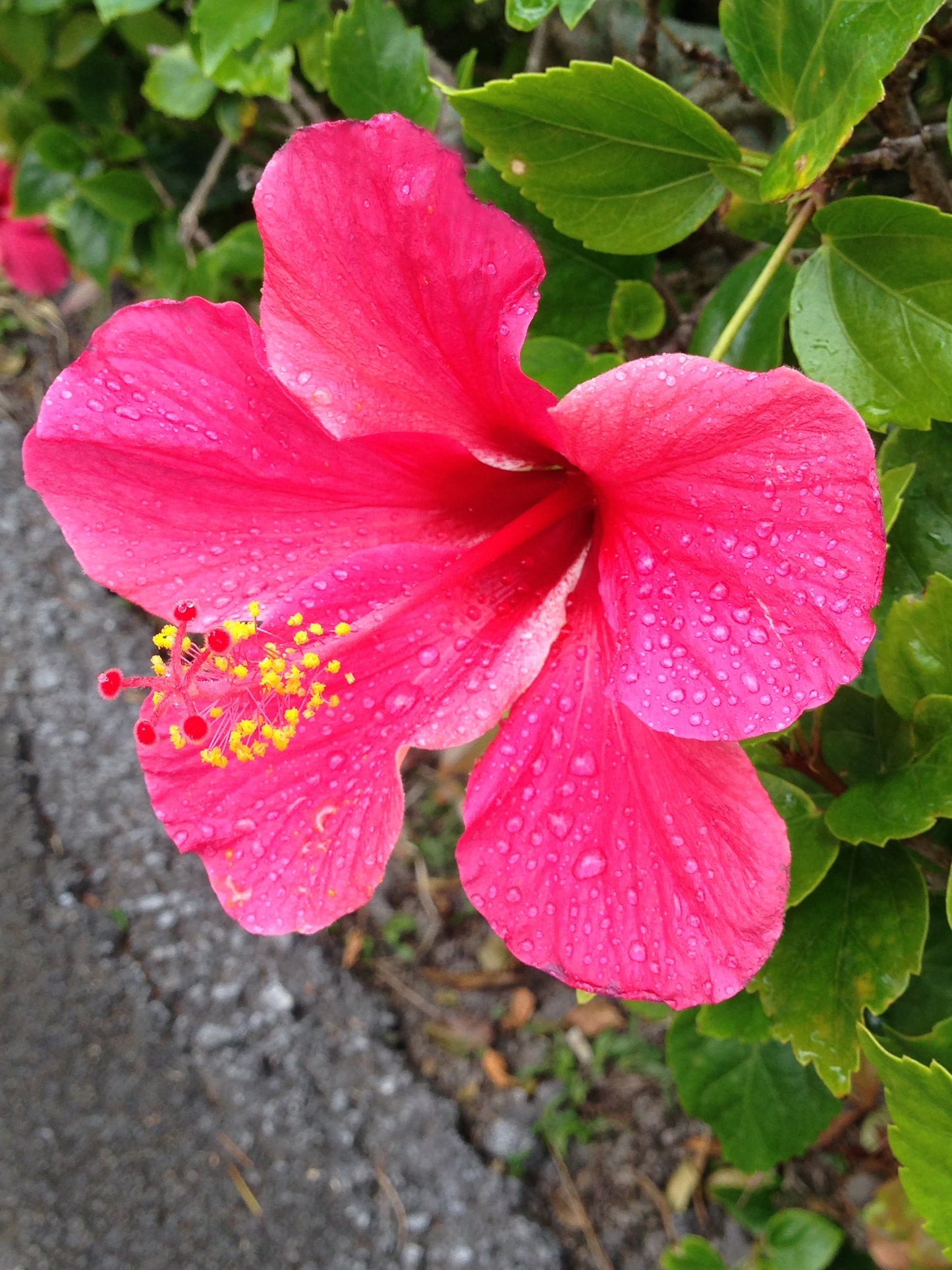 Vermilion Hibiscus Cotton Sarong