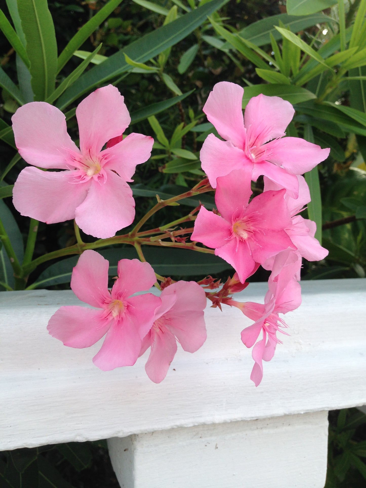 Oleander Fingerless Gloves