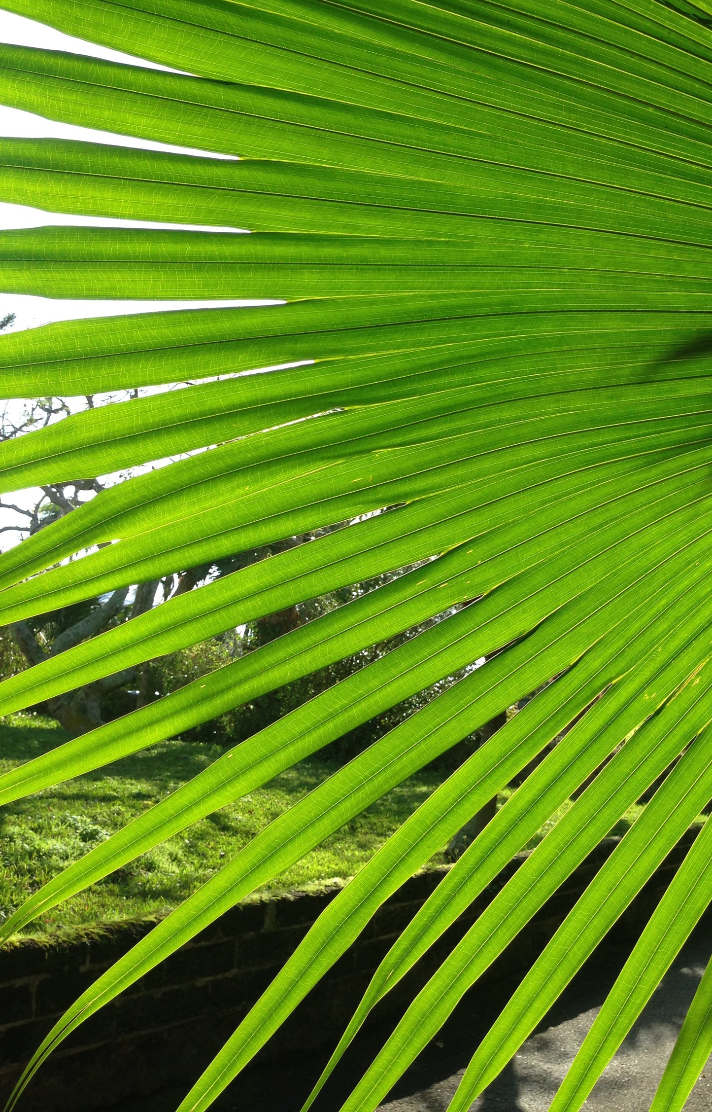 One Piece Royal Palm Aqua