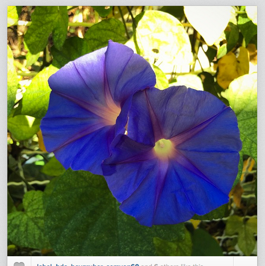 Morning Glory Sarong