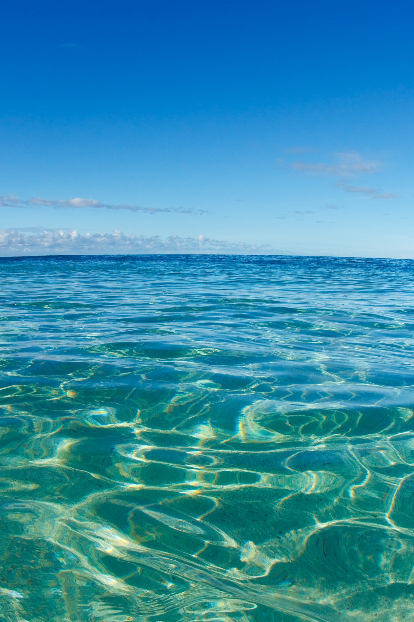 String Bikini Royal Palm Turquoise