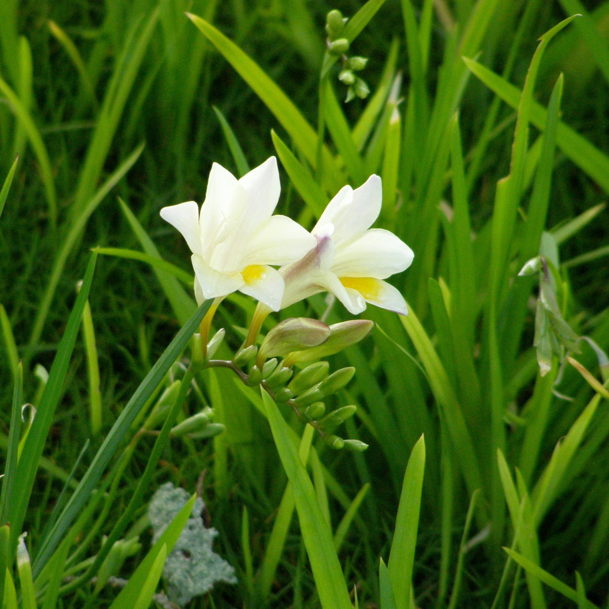 Freesia_Beanie_white_flower