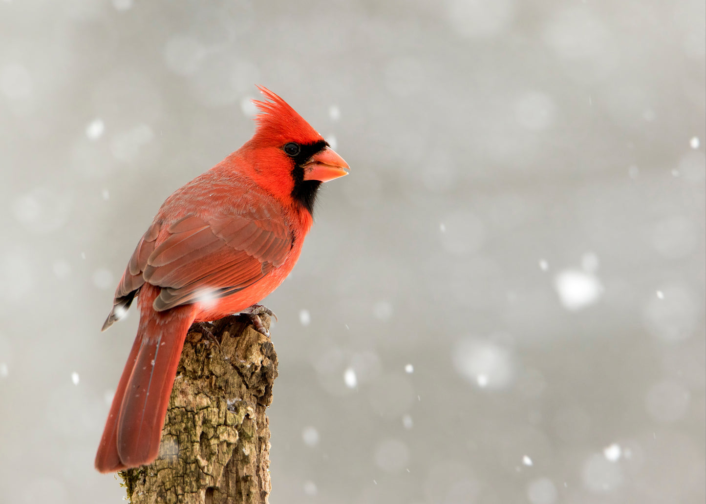 Cardinal_Beanie_red