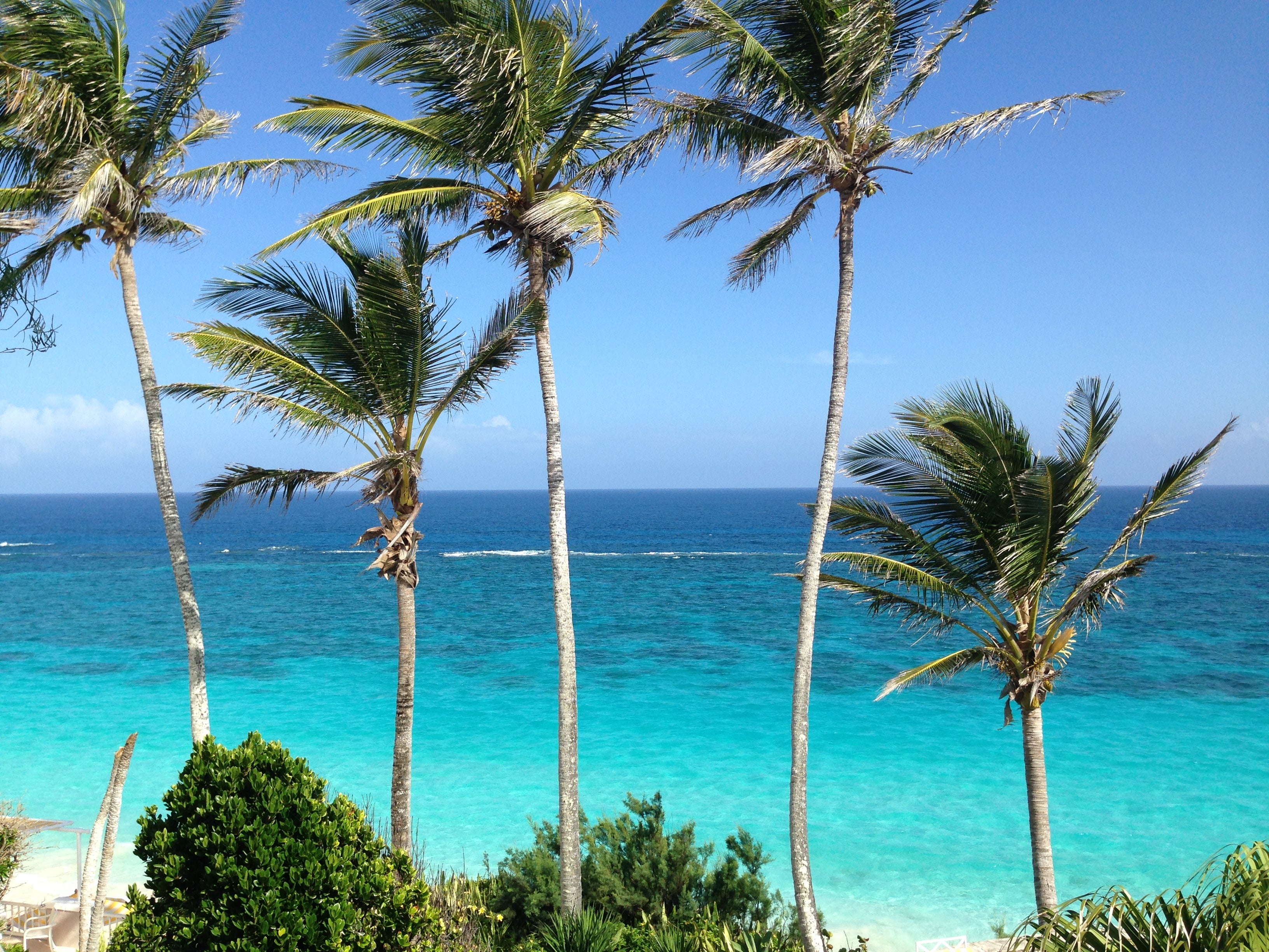 Palm Trees on a beach