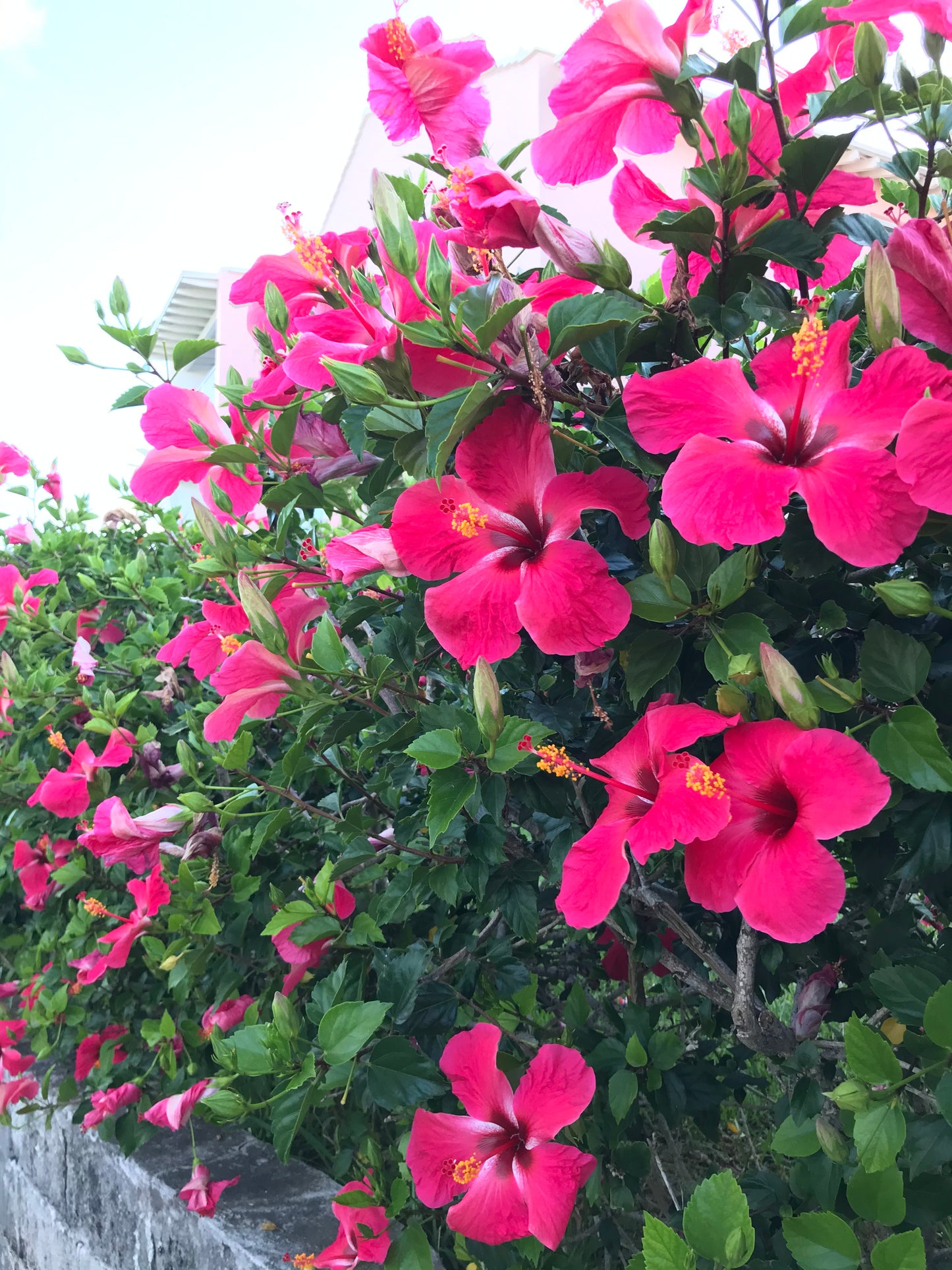 Dancing Hibiscus