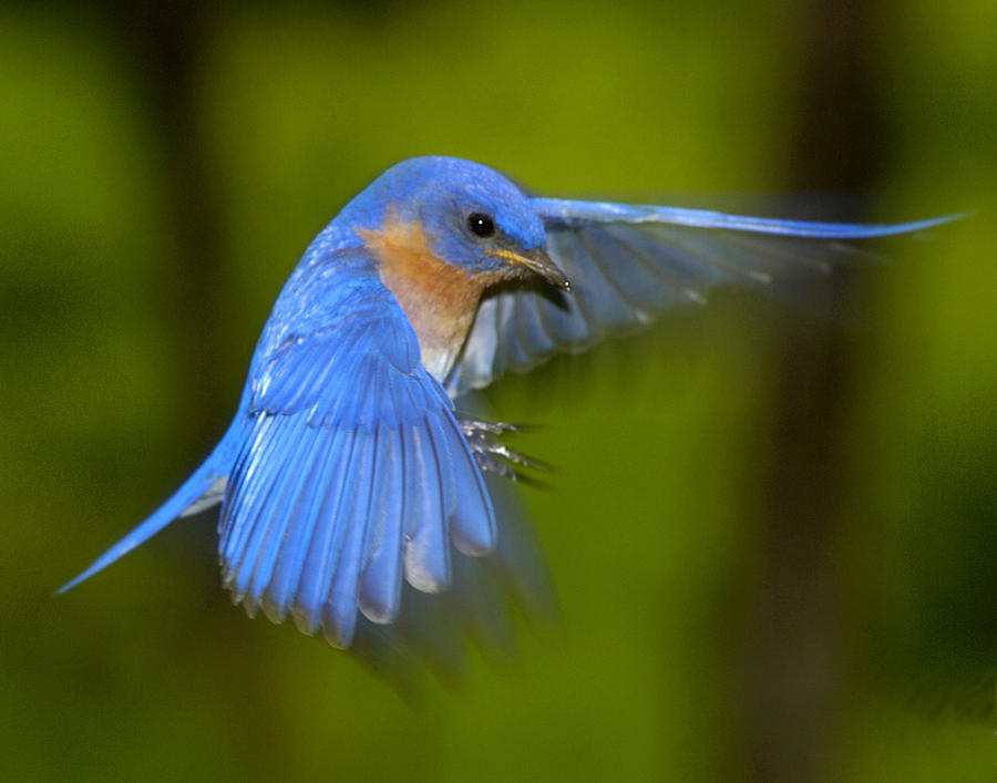 Bluebird