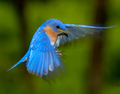 Bluebird