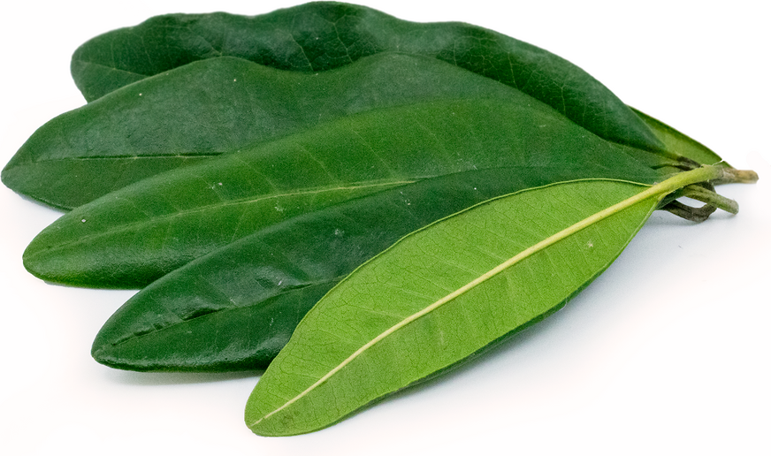 allspice_leaves