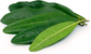 allspice_leaves