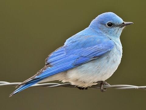 Bluebird Cashmere Scarf
