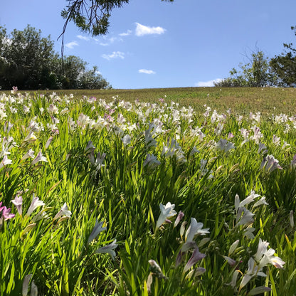 Freesias blooming in Bermuda