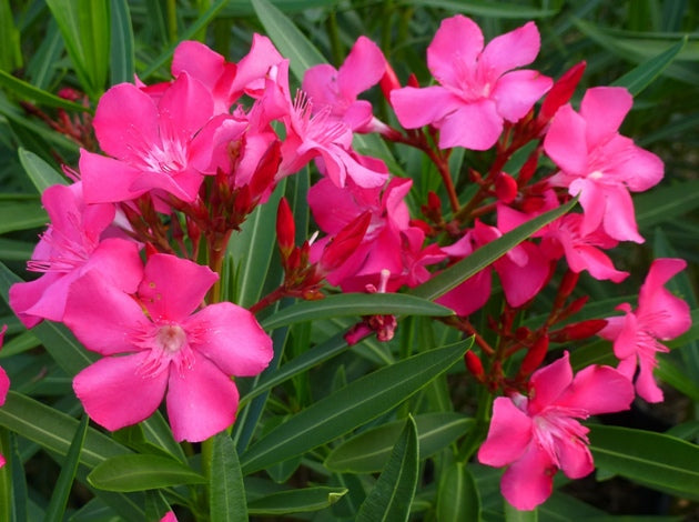 Nerium oleander Calypso